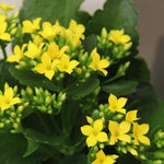 Kalanchoe Yellow Flaming Katy  2