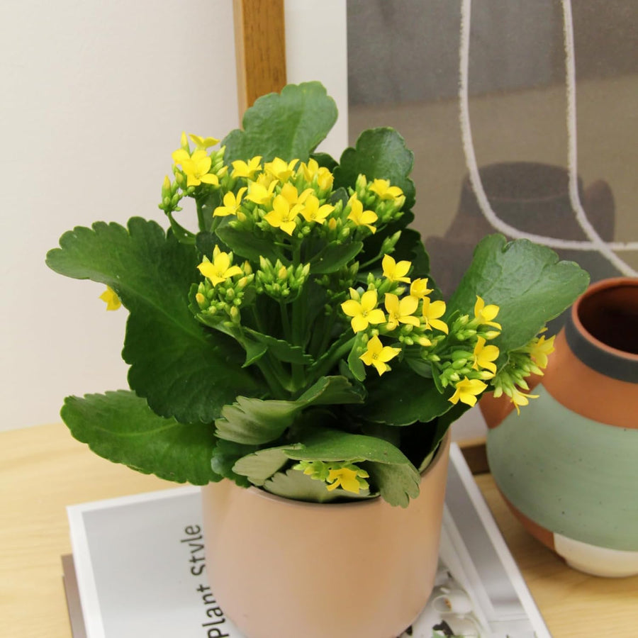 Kalanchoe Yellow Flaming Katy  1