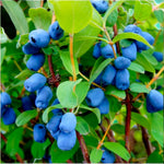 Kamschatica Honeyberry  3