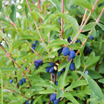 Honeyberry Mix  2