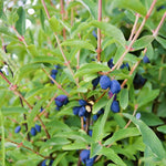 Honeyberry  4