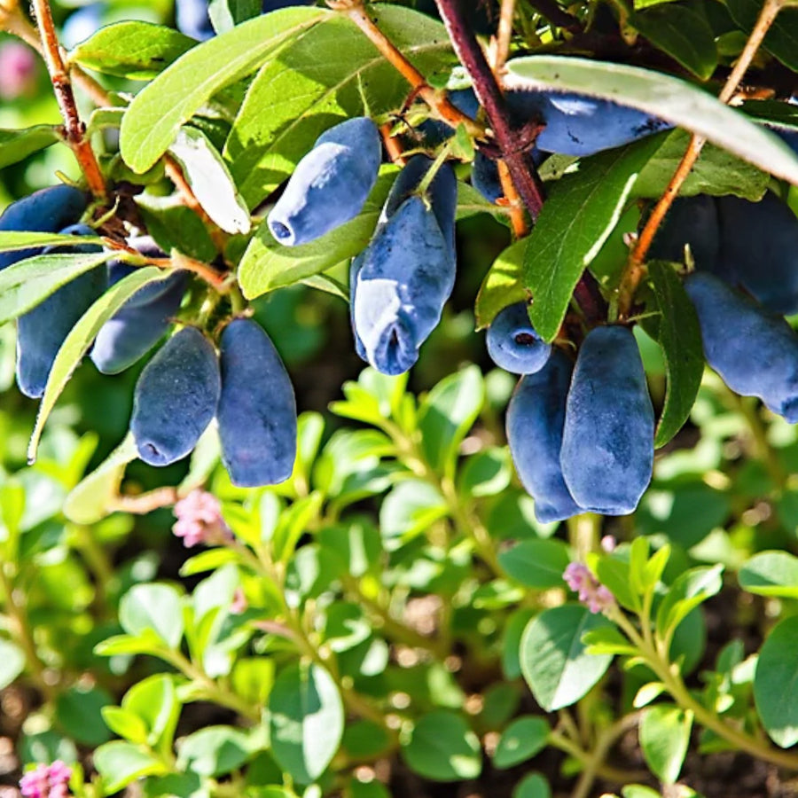 Kamschatica Honeyberry  2