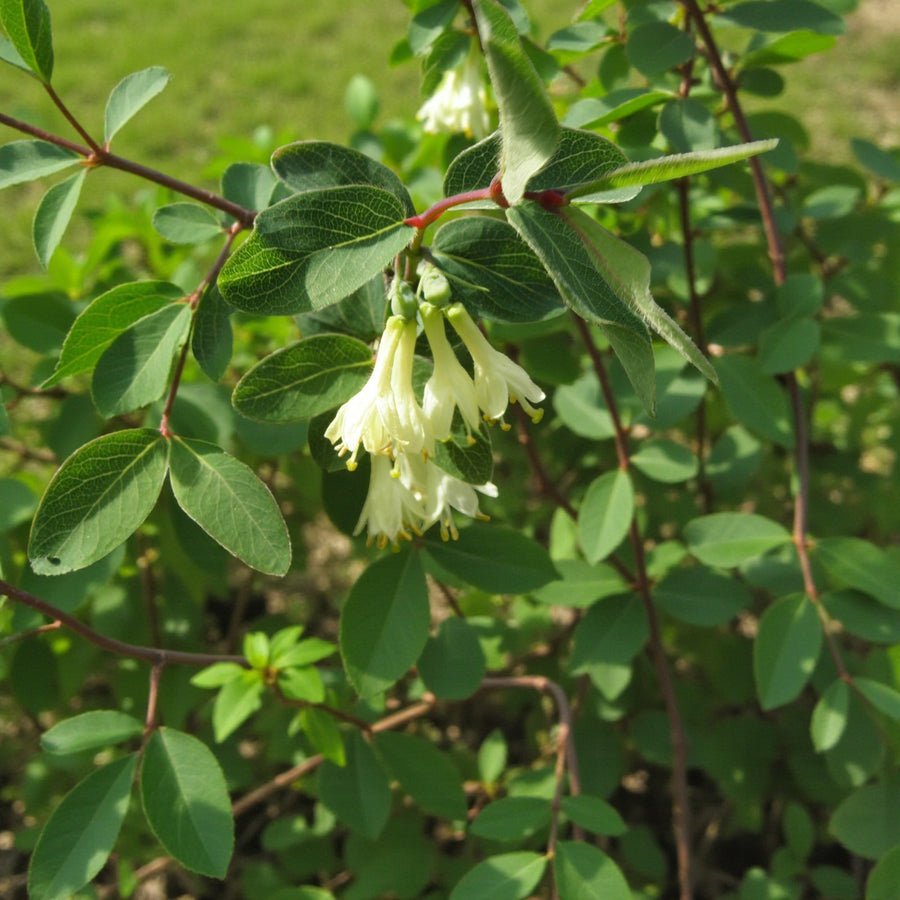 Kamschatica Honeyberry  4