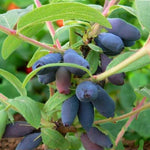 Honeyberry Mix  4