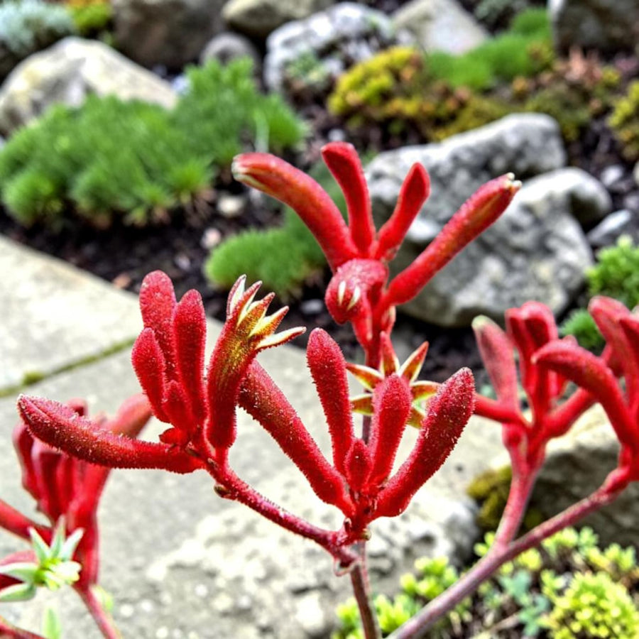 Kangaroo Paw Beauty Red Houseplant  2