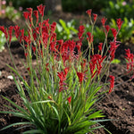 Kangaroo Paw Beauty Red Houseplant  4
