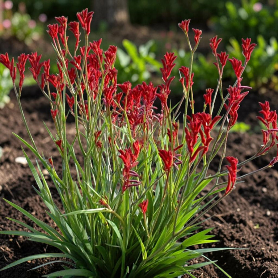 Kangaroo Paw Beauty Red Houseplant  4
