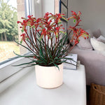 Kangaroo Paw Beauty Red Houseplant  1