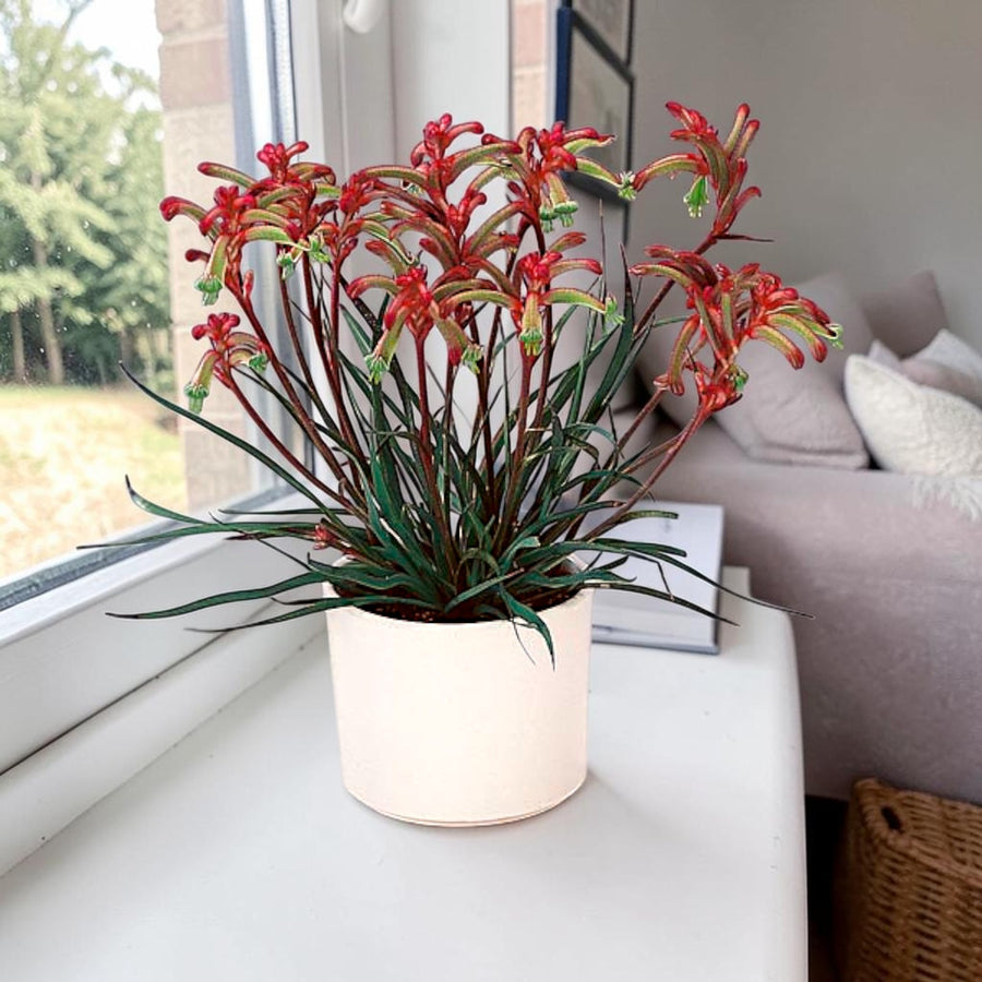 Kangaroo Paw Beauty Red Houseplant  1