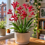 Kangaroo Paw Beauty Red Houseplant  1