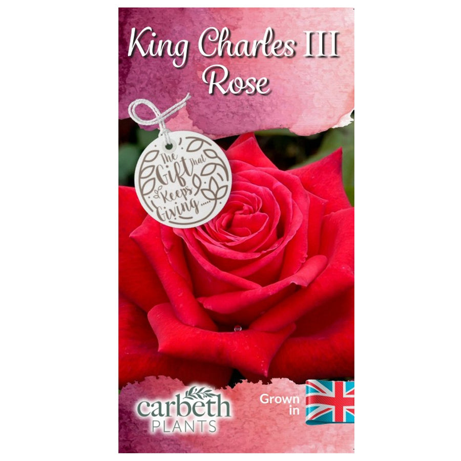 King Charles III Rose Bush Gift Wrapped King Charles III Rose Bush Gift Wrapped image2 2
