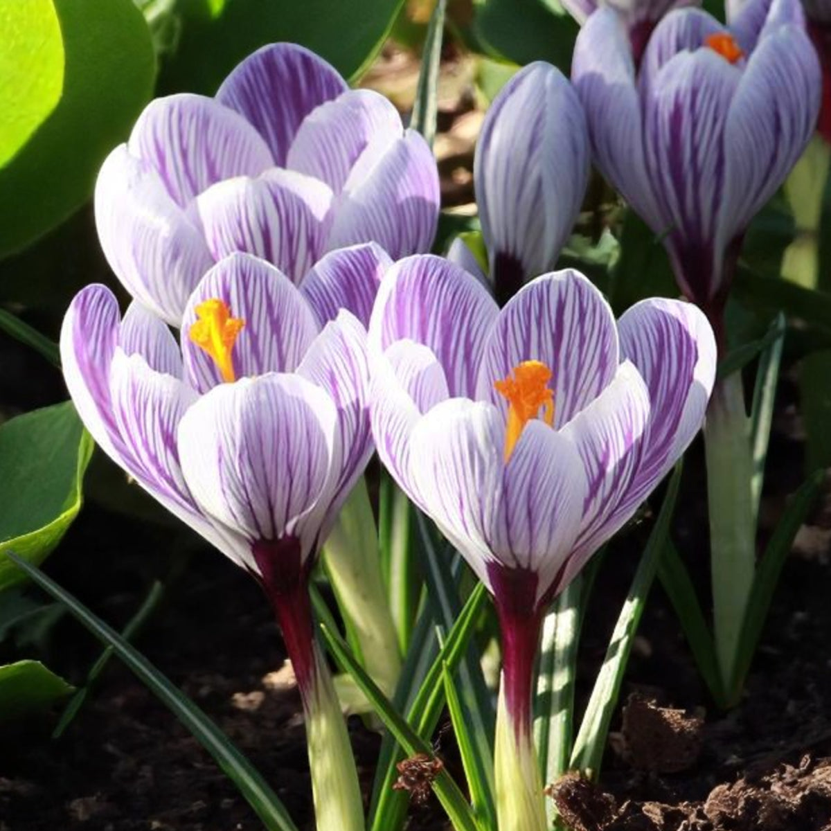 Crocus King of the Striped Bulbs Close up of purple crocuses blooming in a garden, showcasing vibrant petals against a backdrop of green foliage. 3