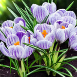 Crocus King of the Striped Bulbs Purple crocuses blooming in a garden, showcasing vibrant petals against a backdrop of garden soil. 2