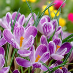 Crocus King of the Striped Bulbs Purple crocuses blooming in a garden, showcasing vibrant petals against a backdrop of green foliage. 1