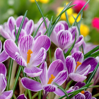 Purple crocuses blooming in a garden, showcasing vibrant petals against a backdrop of green foliage.