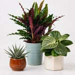 Kitchen Houseplant Collection - Calathea Rufibarba Elgergrass, Haworthia Fasciata Big Band & Philodendron White Wave  1