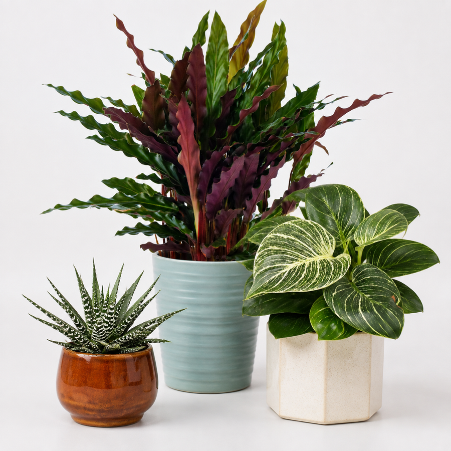 Kitchen Houseplant Collection - Calathea Rufibarba Elgergrass, Haworthia Fasciata Big Band & Philodendron White Wave  1