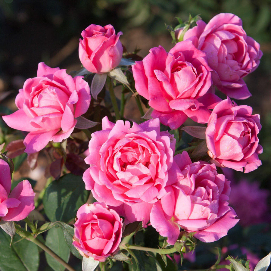 Pink Rose Bush - Pink Fire Knockout_Rose_Double_Pink-1.BH 1