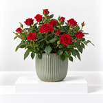 Kordana Indoor Red Rose  1