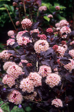 Physocarpus - 'Lady in Red' (3 Plants) LADY-IN-RED-AL-1500x2268 3