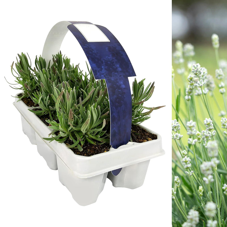 white lavender plants for sale uk White Lavender 6 Plants