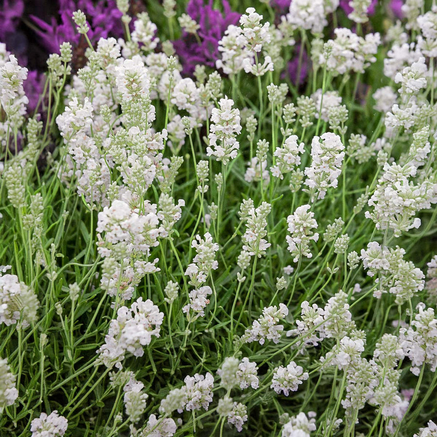 white lavender plants for sale uk White Lavender 6 Plants