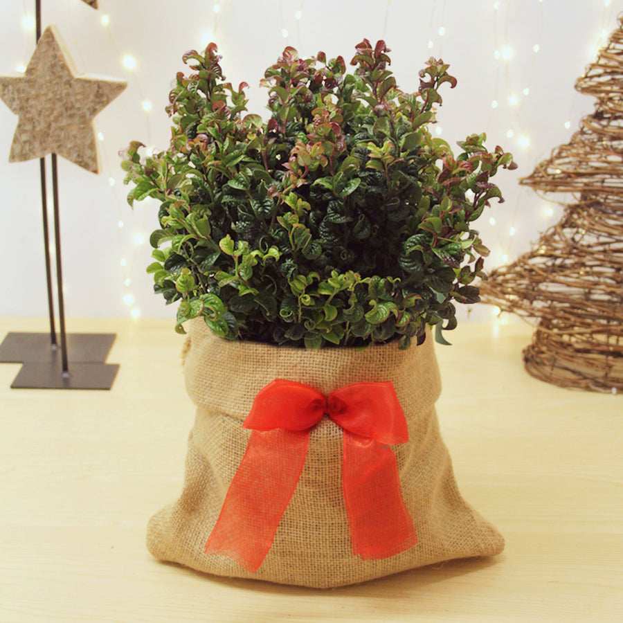 Leucothoe Curly Red Plant Gift Wrapped LEUCRLREDGFTWRP - leucothoe curly red outdoor plant hessian gift wrap christmas -image1v2 1