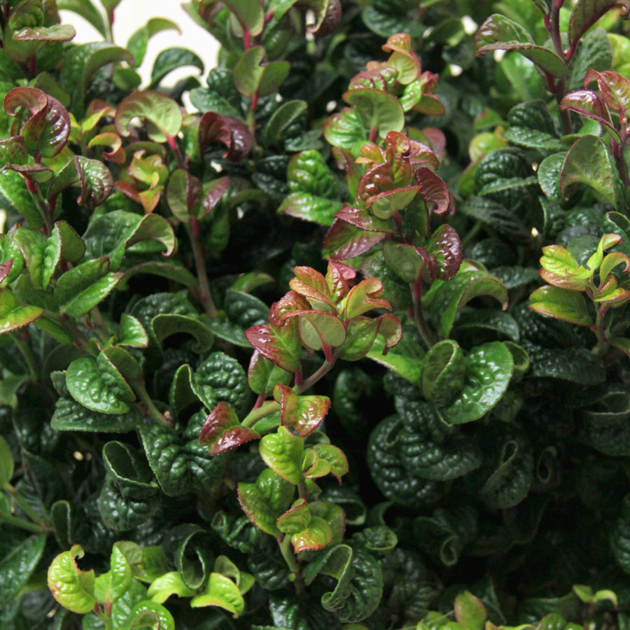 Leucothoe Curly Red Plant Gift Wrapped  2