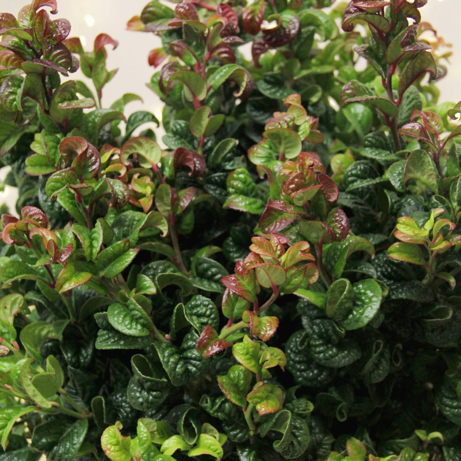 Leucothoe Curly Ruby Red 40th Wedding Gift Wrapped Plant  2