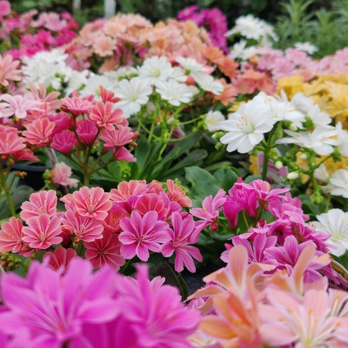 Lewisia Cotyledon Siskiyou Mixed in 1L Pot A colourful array of Lewisia cotyledon flowers in shades of pink, white, yellow and peach blooming in a garden setting. 1