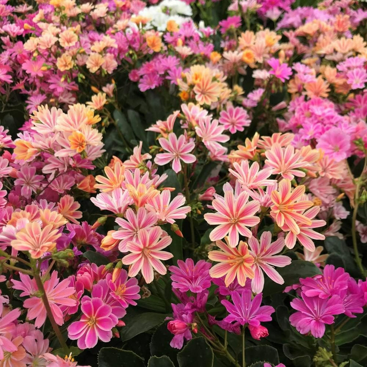 Lewisia Cotyledon Siskiyou Mixed in 1L Pot Dense clusters of pink and peach Lewisia cotyledon flowers with star shaped petals striped in deeper hues. 2