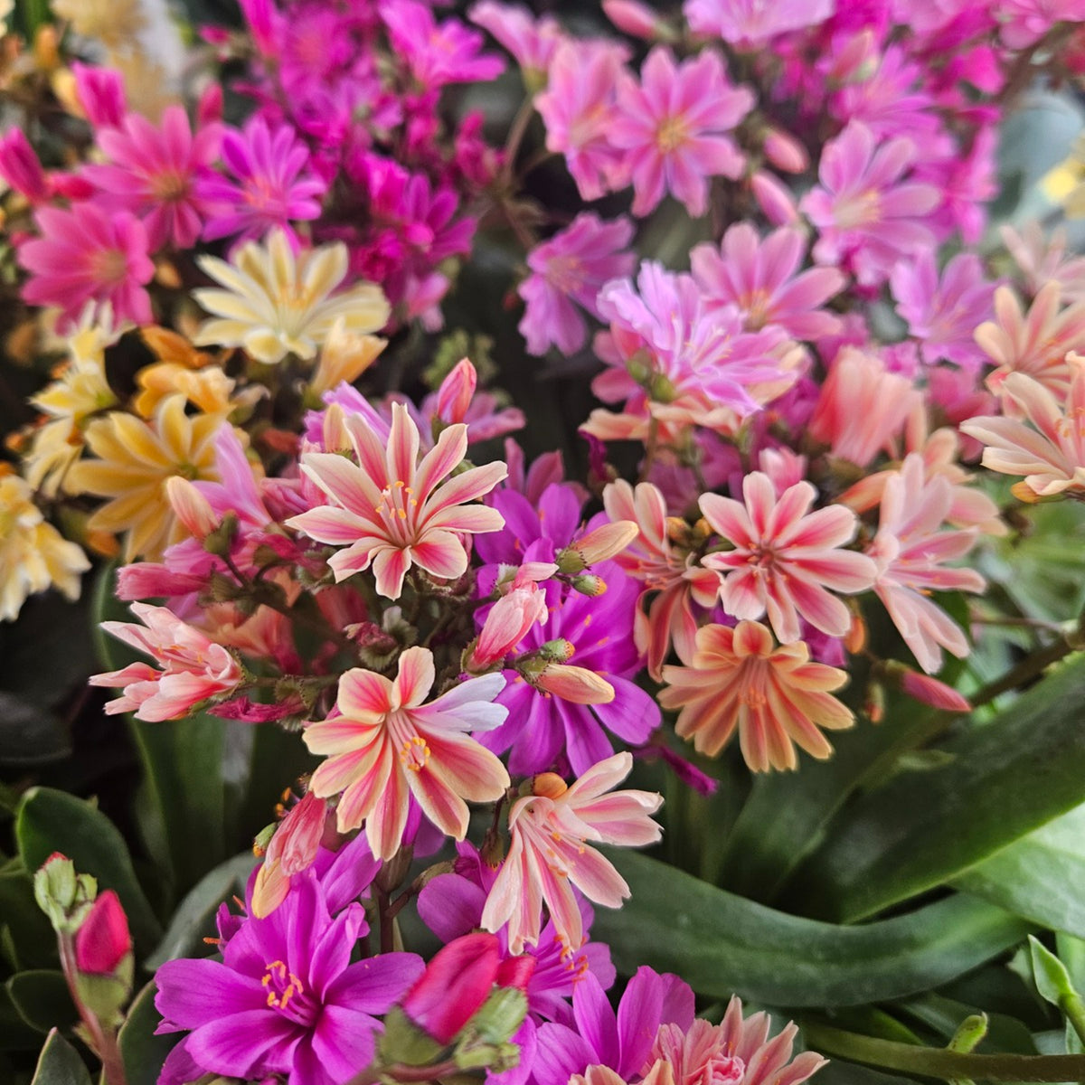 Lewisia Cotyledon Siskiyou Mixed in 1L Pot Close up of vibrant Lewisia cotyledon blooms in pink, orange, and yellow tones, surrounded by dark green foliage. 3