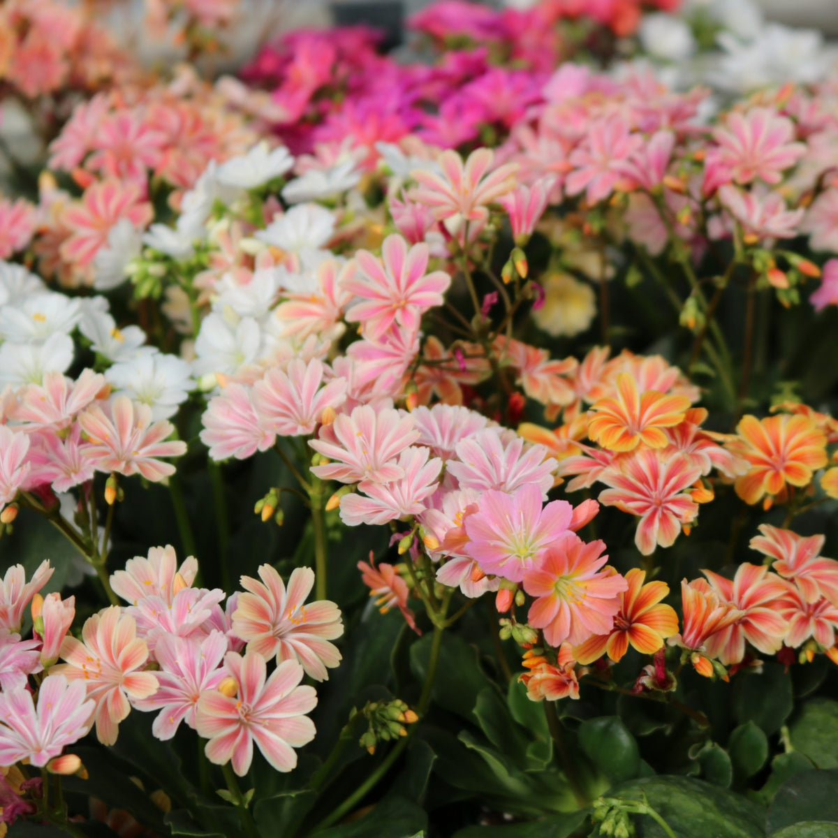 Lewisia Cotyledon Siskiyou Mixed in 1L Pot A variety of pastel coloured Lewisia cotyledon flowers including white, soft pink and orange with striped petals in full bloom. 4
