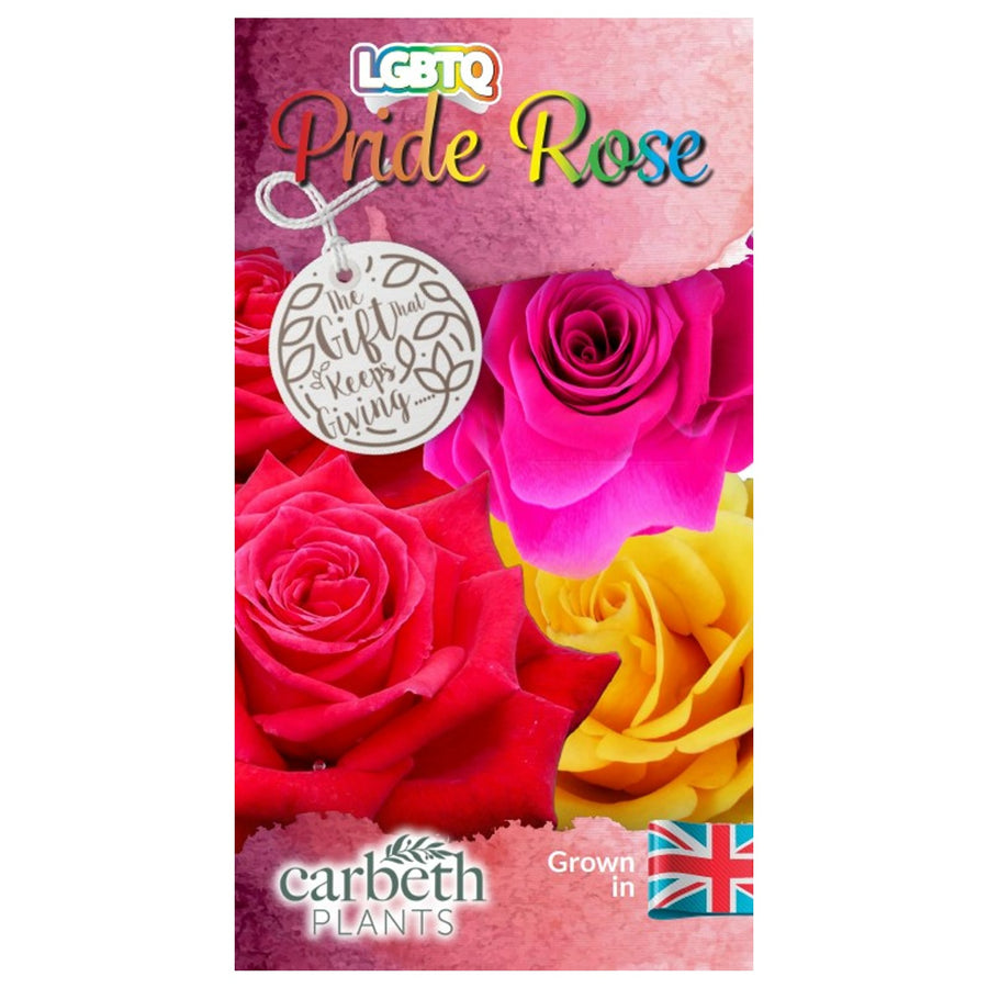LGBTQ+ Pride Rose - Tricolour Rose Bush LGBTQ Rose Label 4