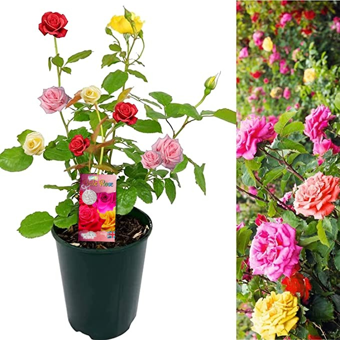 LGBTQ+ Pride Rose - Tricolour Rose Bush LGBTQ Tricolour Rose 2