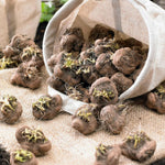 Liatris Spicata Alba Bulbs  4