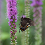 Liatris Spicata Blazing Star  3