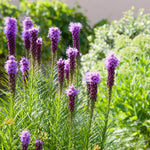 Liatris Spicata Blazing Star  2