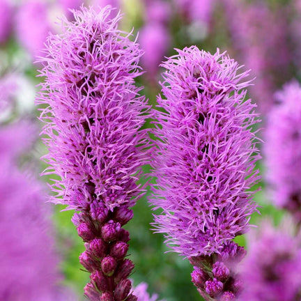 close up of two liatris flower spikes