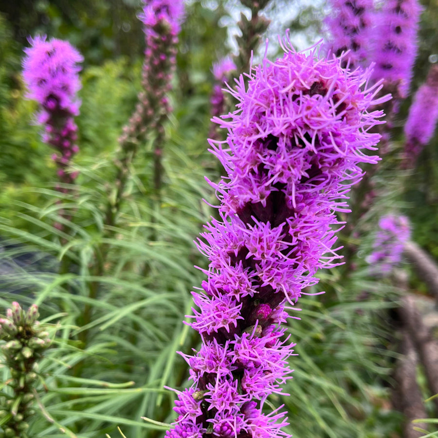 Liatris Spicata Summer Bulbs close up of single liatris flower spike 2