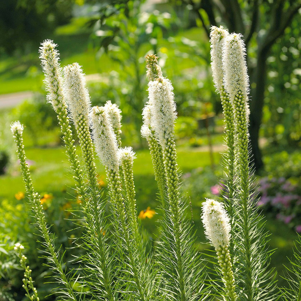Liatris Spicata White Tall white Liatris spicata flower spikes blooming in a lush summer garden with green foliage in the background. 2