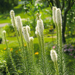 Liatris Spicata White Tall white Liatris spicata flower spikes blooming in a lush summer garden with green foliage in the background. 2