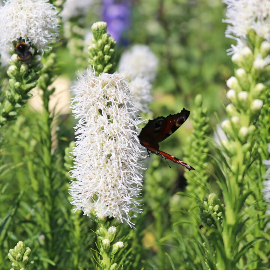 Liatris Spicata White White Liatris spicata flower with a red butterfly feeding on nectar, surrounded by green leaves and other flower spikes. 1