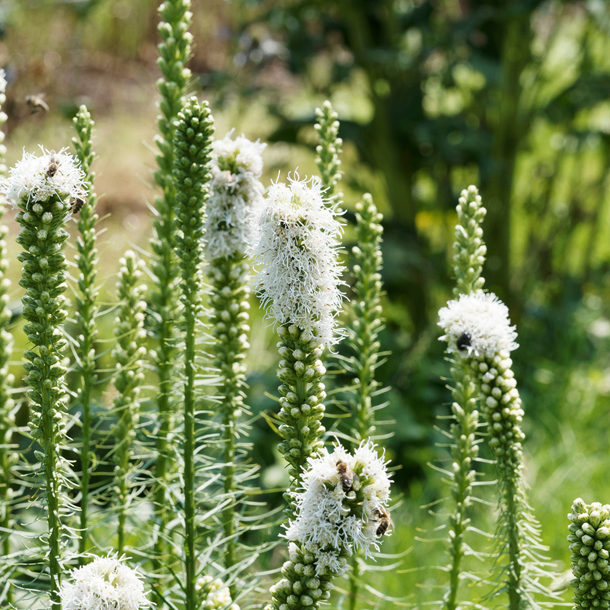Liatris Spicata White Group of white Liatris spicata plants in full bloom with several bees pollinating the flower spikes in a garden setting. 3
