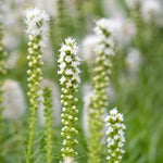 Liatris Spicata White Close up of white Liatris spicata flower spikes with blurred greenery in the background, highlighting the feathery texture of the blooms. 4