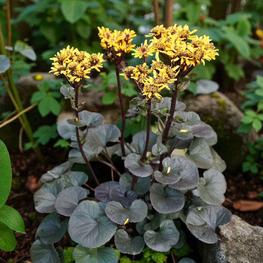 Ligularia Dentata Pandora Bare Root  2