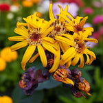 Ligularia Dentata Pandora Bare Root  3