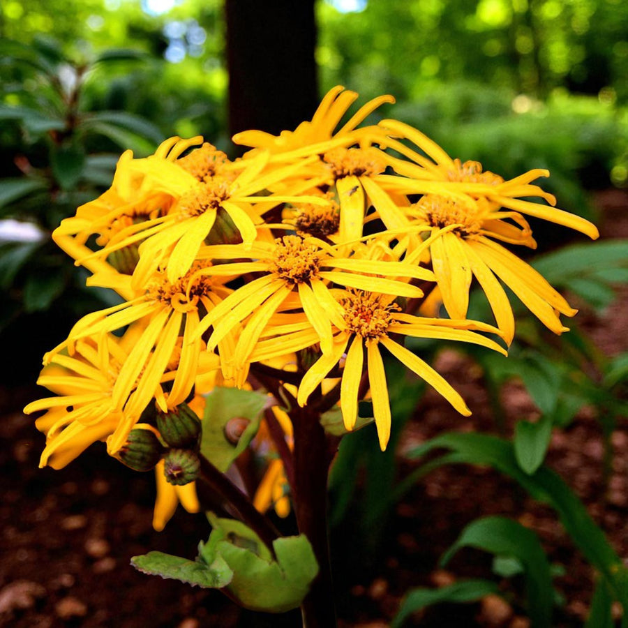 Ligularia Dentata Pandora Bare Root  1