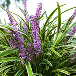 Liriope Moneymaker Bare Root  4