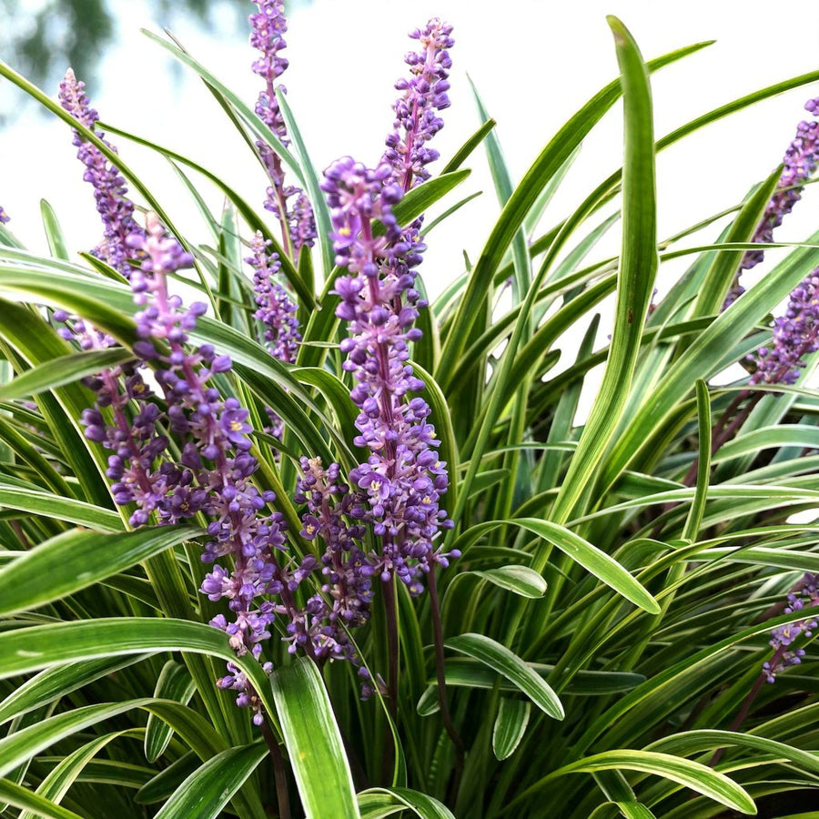 Liriope Moneymaker Bare Root  4